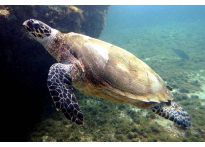 2020–05-26 海龟连连上岸产卵民众自发保护